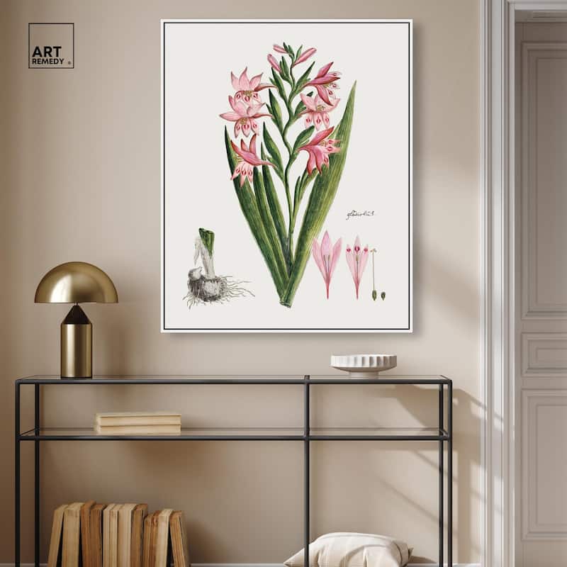 Gladiolus Carneus Canvas by Art Remedy