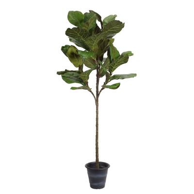 Potted Fiddle Leaf Fig - 25 x 22 x 63