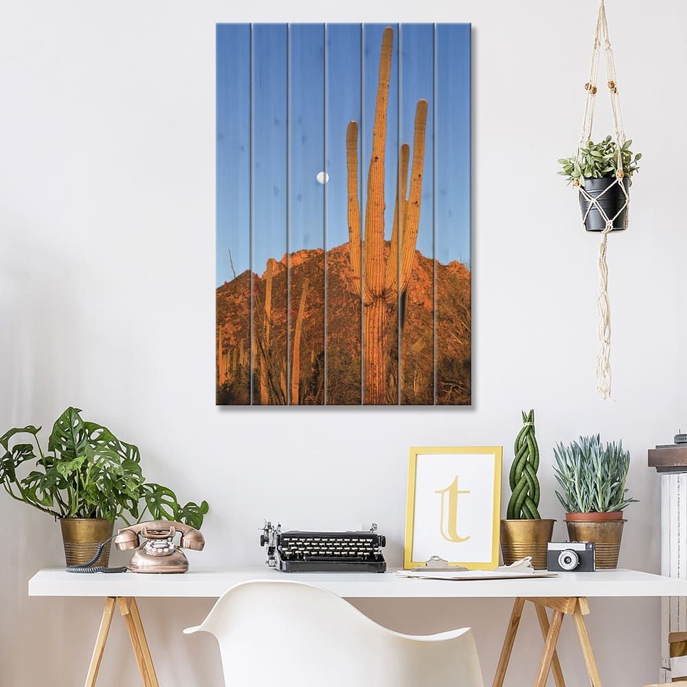 Saguaro Cactus In Desert Landscape, Sonoran Desert, Saguaro National ...