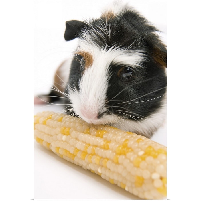guinea pigs corn