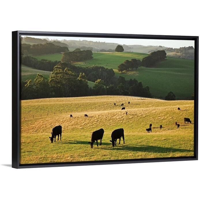 Shop Aberdeen Angus Beef Cattle At Thorpdale West Gippsland
