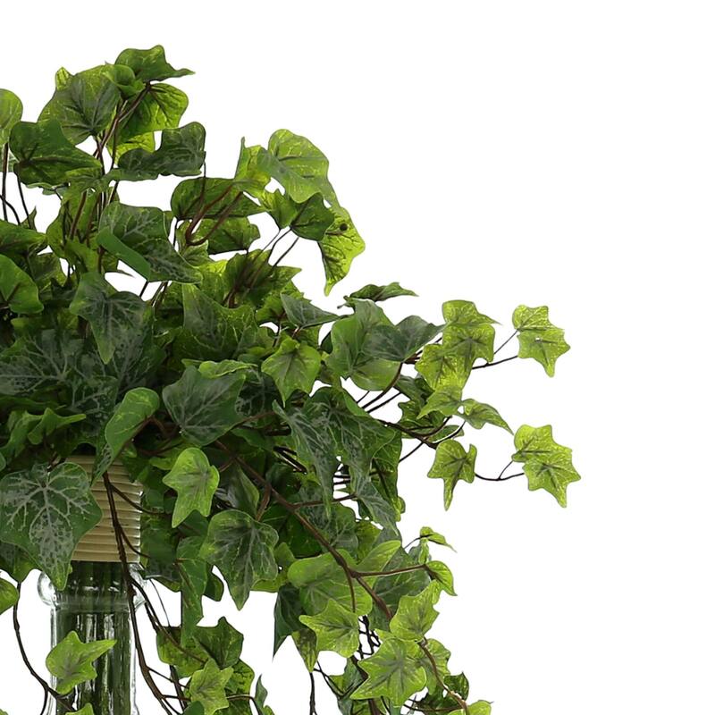 Organic Modern Ivy Plant in a Tall Glass Vase - Green