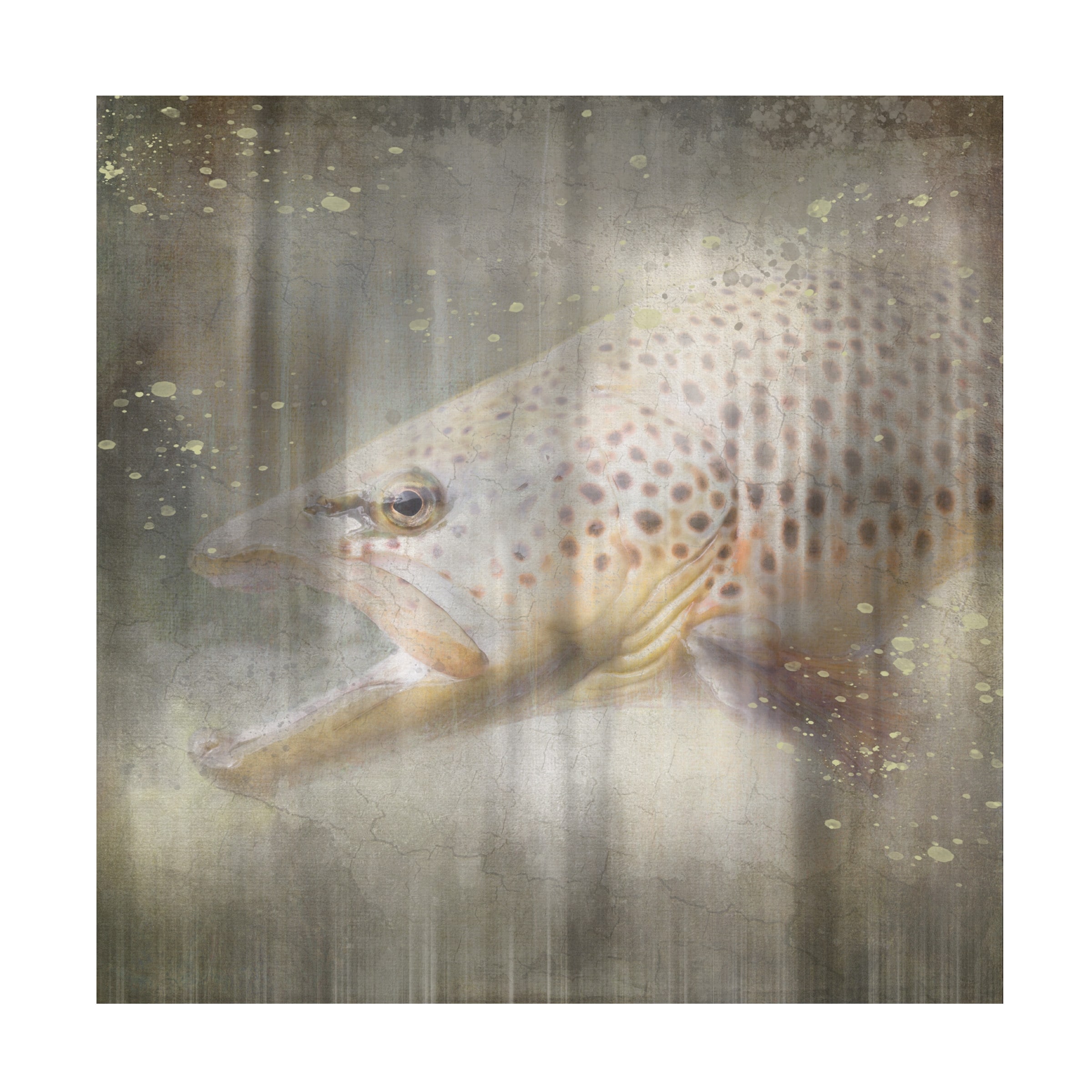 LightBoxJournal 'Antique Wildlife Brown Trout' Canvas Art