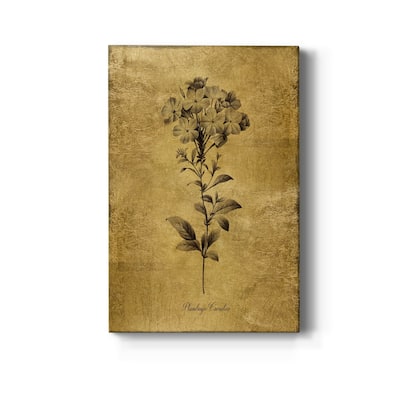 Gold Sketch Botanical II Premium Gallery Wrapped Canvas - Ready to Hang