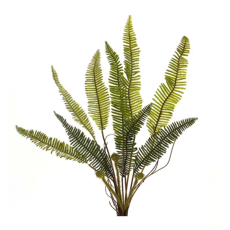 Fern Plant (Set of 6)