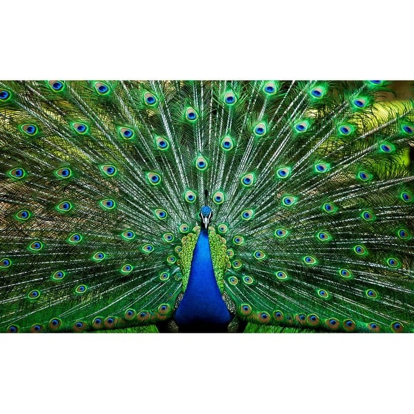 slide 2 of 4, Peacock Plume Wild Zoo Animal 1000 Piece Jigsaw Puzzle