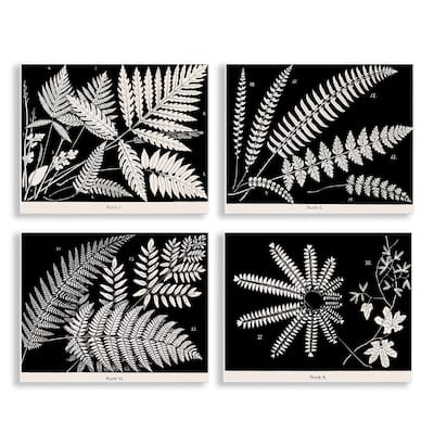 Stupell Ferns Studies with Stark Contrast Wall Plaque Art Design By Phillipa Katz (Set of 4)