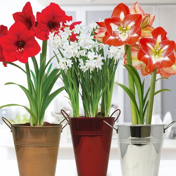 Van Zyverden Amaryllis & Paperwhite Trio Pack Kits with Artisan ...