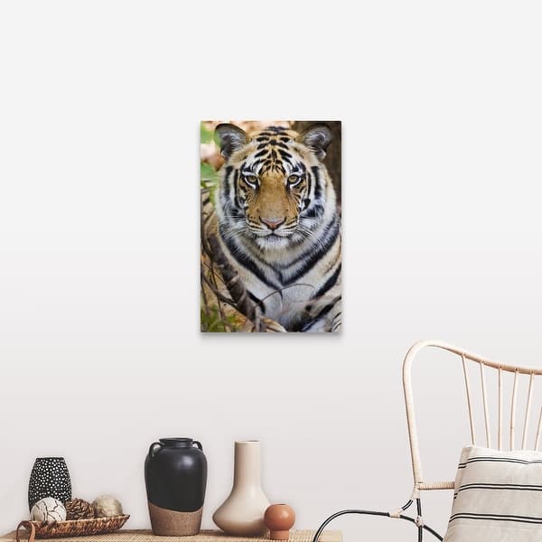 Bengal Tiger (Panthera tigris tigris) Dimensions & Drawings