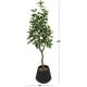 preview thumbnail 5 of 3, Green Faux Foliage Eucalyptus Artificial Tree with Realistic Leaves and Black Porcelain Pot