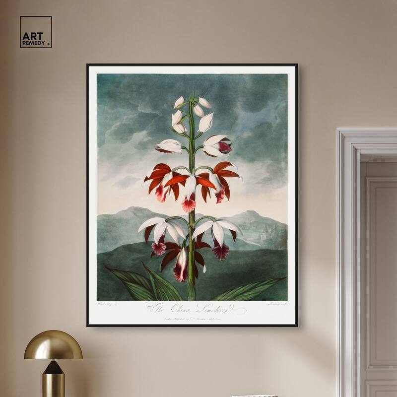 The China Limodoron 1807 Canvas by Art Remedy