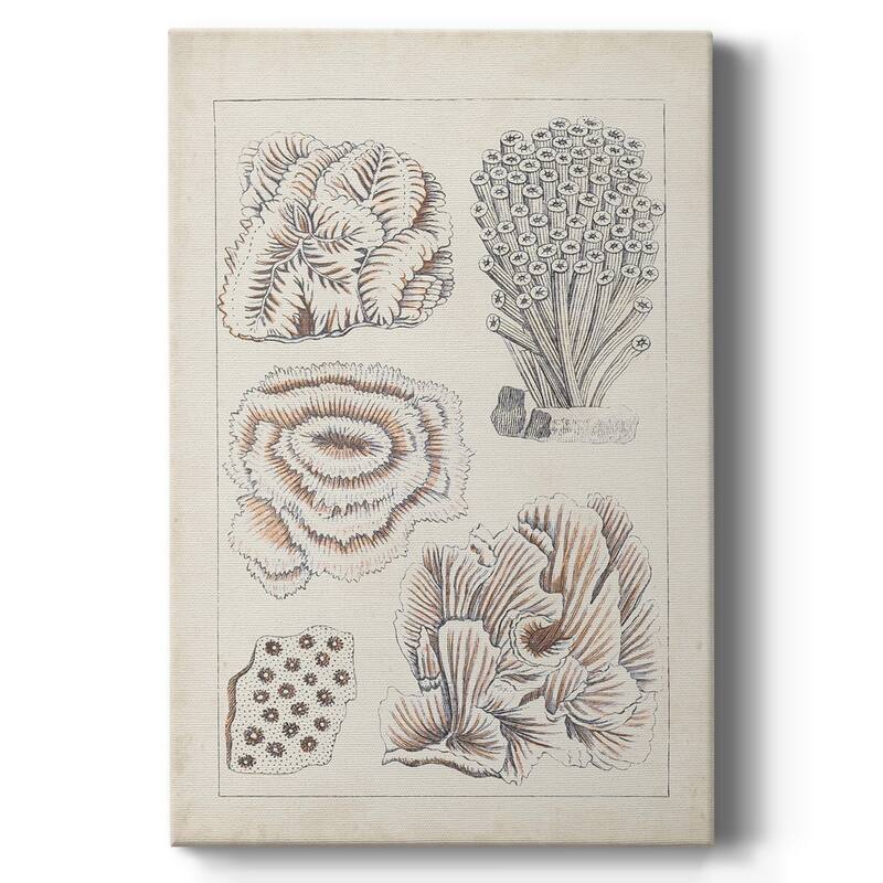 Antique White Coral I Premium Gallery Wrapped Canvas - Ready to Hang - 18X27