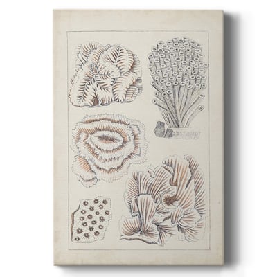 Antique White Coral I Premium Gallery Wrapped Canvas - Ready to Hang