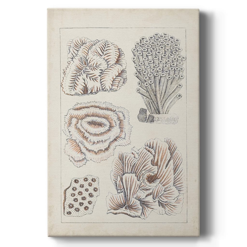 Antique White Coral I Premium Gallery Wrapped Canvas - Ready to Hang