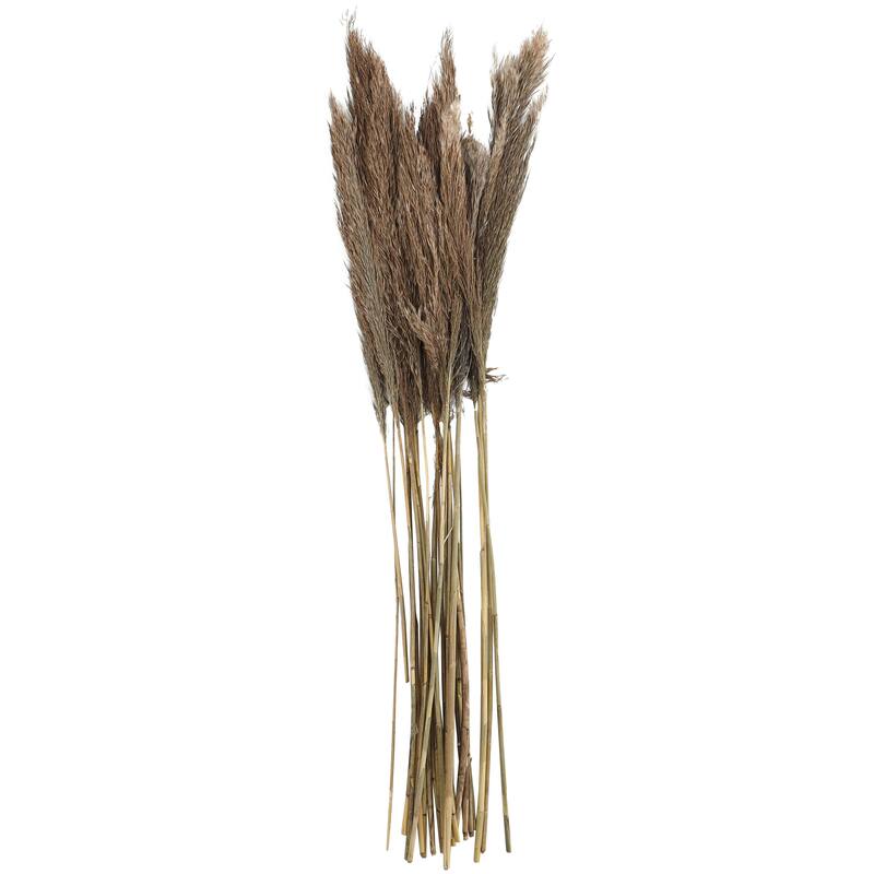 Brown Dried Plant Pampas Home Decor Natural Foliage with Long Stems