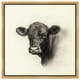 preview thumbnail 22 of 60, Darkness in Detail of Cow Canvas Animal Art Prints by Art Remedy 12" x 12" - Gold