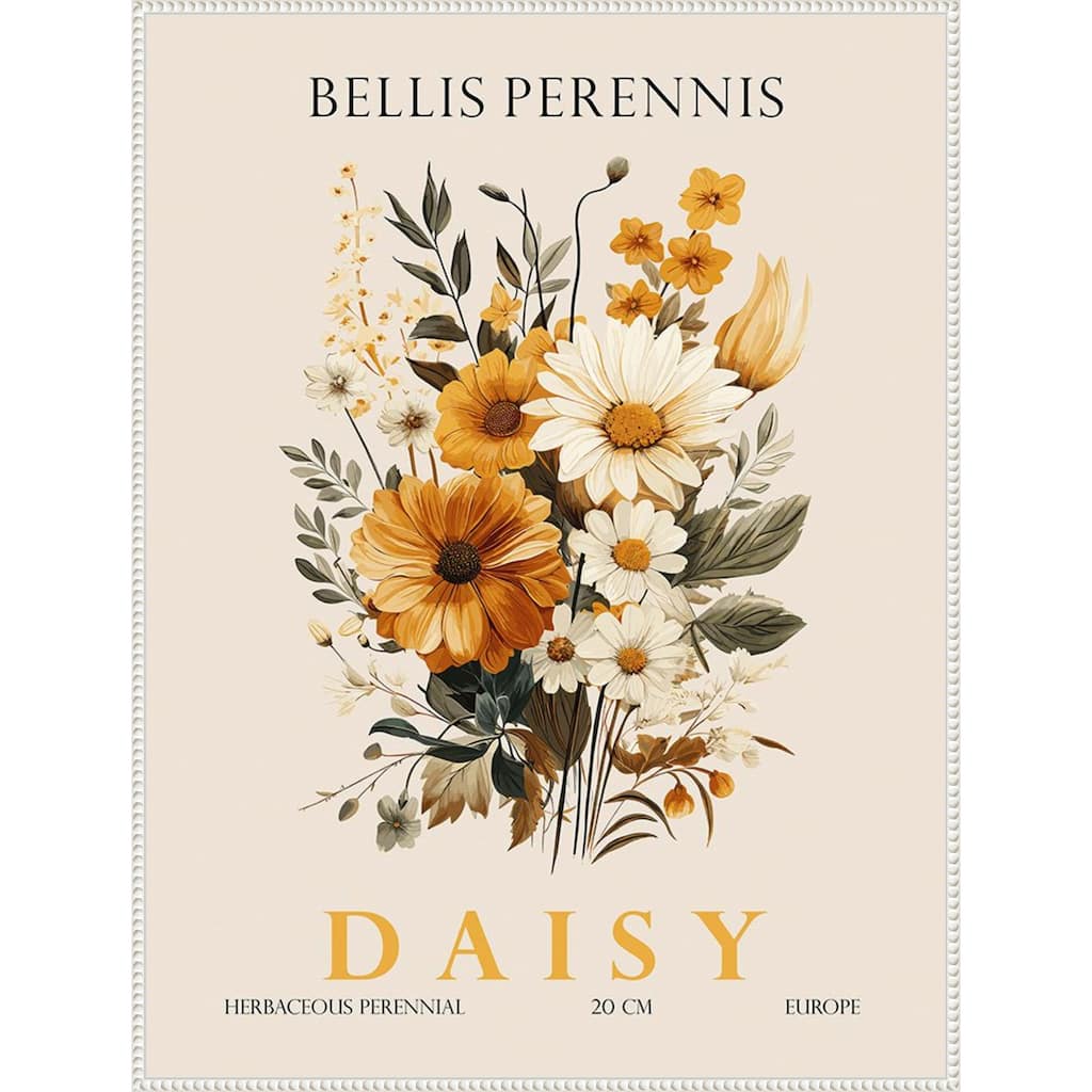 Vintage Botanical Daisy Illustration by Christopher Giampietro Framed Canvas Wall Art Print