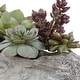 preview thumbnail 3 of 2, Uttermost Charita Lush Succulents