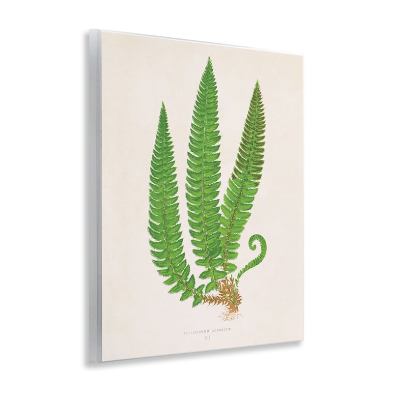 Stupell Natural Fern Branch Trio Wall Plaque Art Design By Phillipa Katz