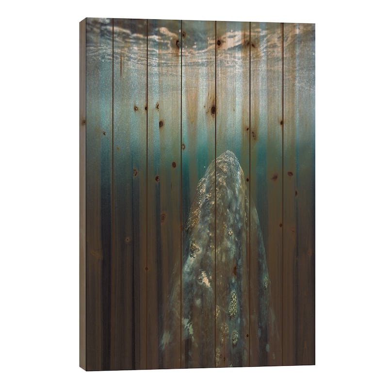 Gray Whale Adult Underwater In Breeding Lagoon, Magdalena Bay, Baja California, Mexico Print On Wood by Tui De Roy - Multi-Color - 26x18x1.5