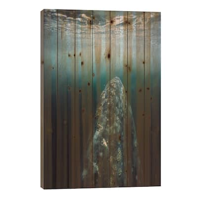 Gray Whale Adult Underwater In Breeding Lagoon, Magdalena Bay, Baja California, Mexico Print On Wood by Tui De Roy - Multi-Color