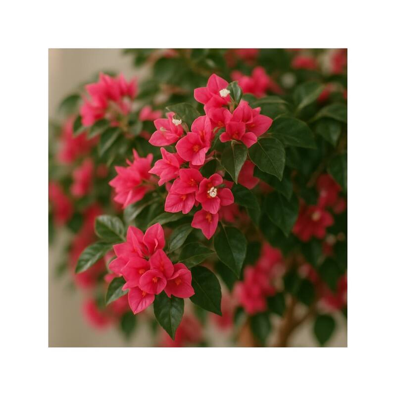 HomeStock 6' Bougainvillea Tree in Weathered Wooden Box - Vibrant Faux Tree for Indoor Tropical Charm - 72