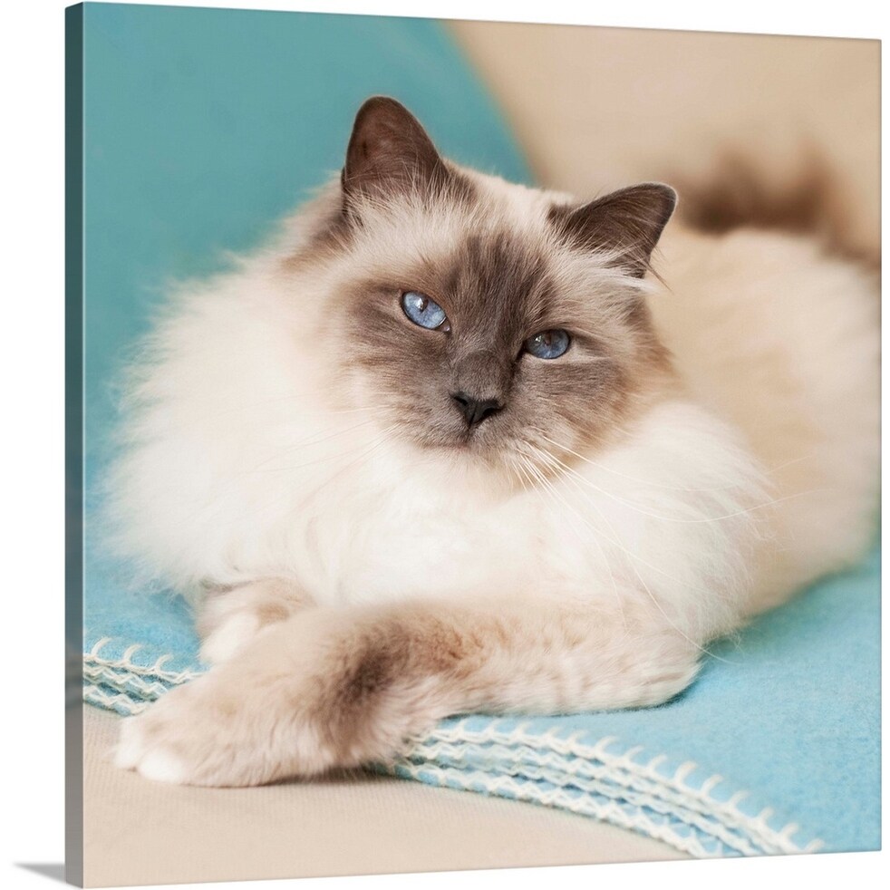 Shop White Sacred Birman Cat With Blue Eyes Lying On Blue Blanket