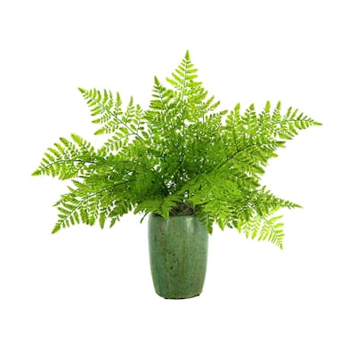 Organic Modern Fern Arranged in a Ceramic Pot - Green