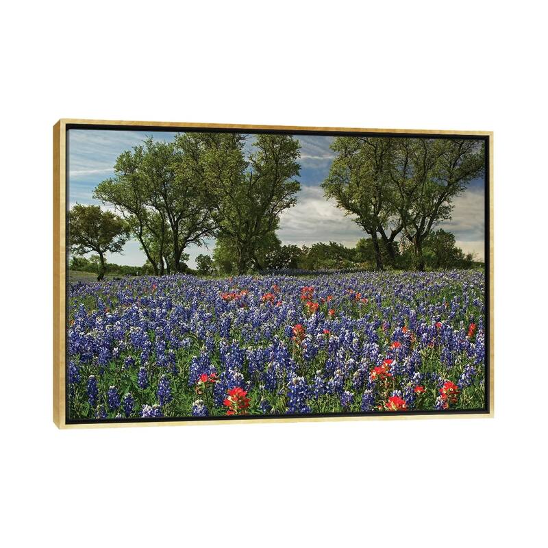 iCanvas "Sand Bluebonnet And Indian Paintbrush Flowers In Bloom, Hill Country, Texas" by Tim Fitzharris Framed Canvas Print - Gold - 26x40