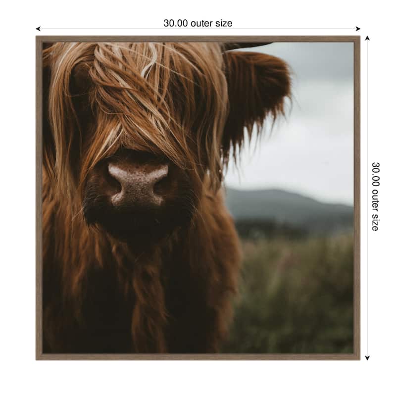 Kate and Laurel Close Up of Scottish Highland Cattle Baby SQ by Michael Schauer Framed Canvas Wall Art Print