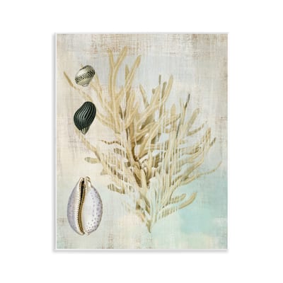 Stupell Coral Branch & Cowrie Shells Wall Plaque Art Design By Susan Arnot