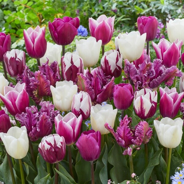 Van Zyverden Tulips Extended Bloom Elegance Mixture Set of 25