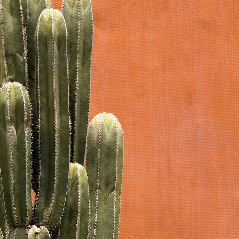 Amber Succulent by Belle Maison Canvas Art Print