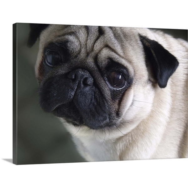 Pug canvas art top