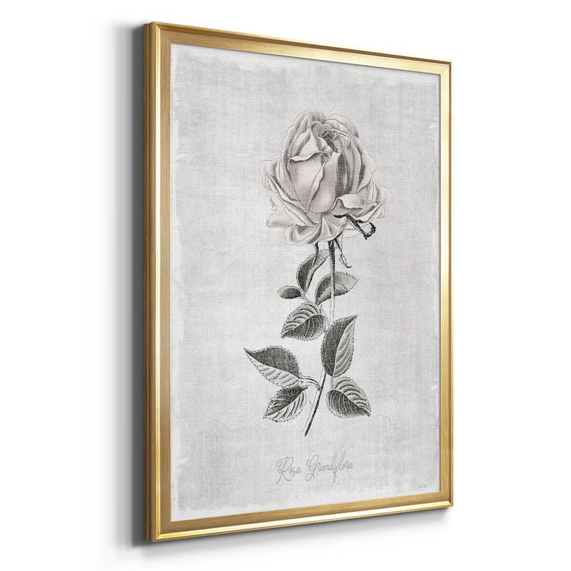 Vintage Botanical II Premium Framed Print - Ready to Hang
