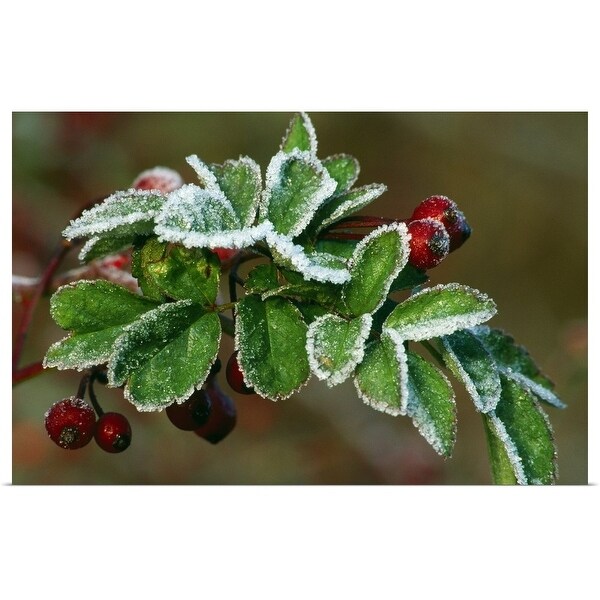 "Frost On Multiflora Rose Plant With Berries" Poster Print