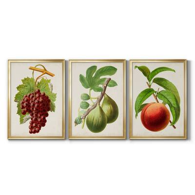 Antique Fruit III Premium Framed Canvas - Ready to Hang - Multi-Color