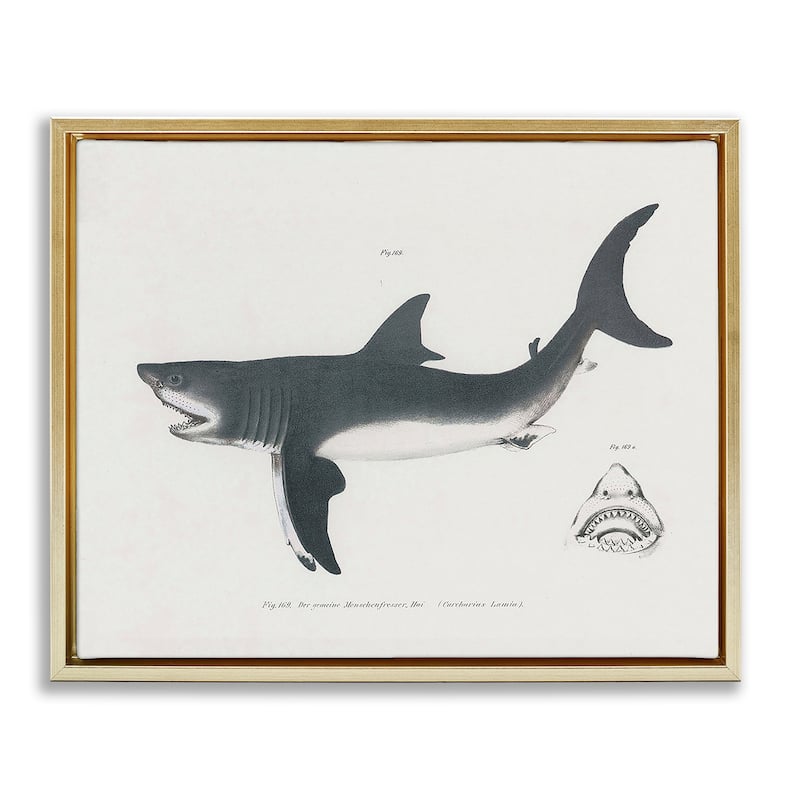 Stupell Detailed Shark Diagram Framed Floater Canvas Wall Art Design By Phillipa Katz - 21 x 17 - Gold