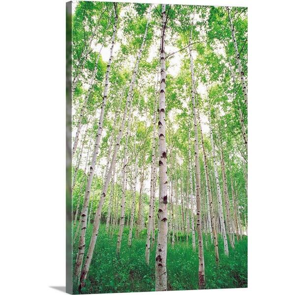 Shop Aspen Trees View From Below Canvas Wall Art On Sale