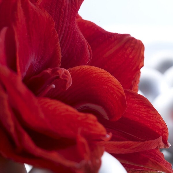 Van Zyverden Amaryllis Kit Cherry Nymph with Southwest Metal