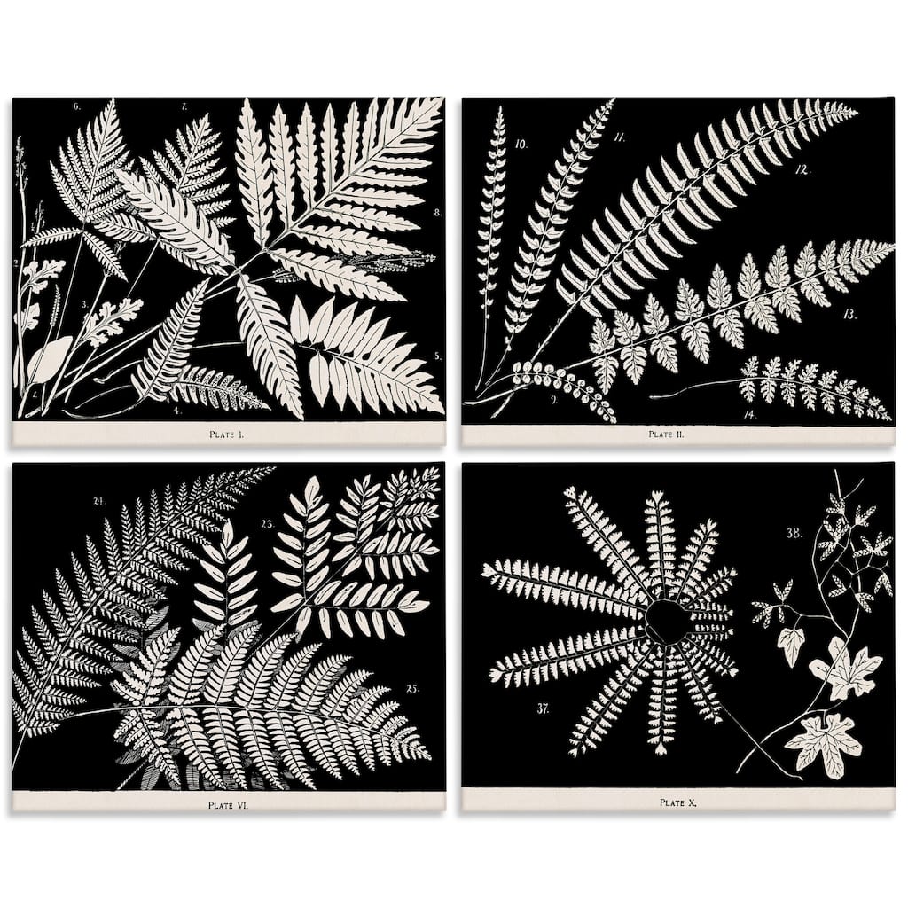 Stupell Ferns Studies with Stark Contrast Canvas Wall Art Design By Phillipa Katz (Set of 4)