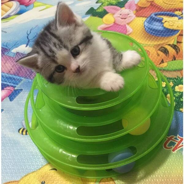 Shop Pet Kitty Cat Puppy Dog Toy Trilaminar Tower Of Tracks Ball