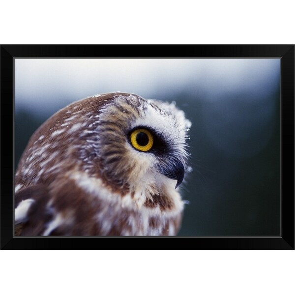 "Saw-whet owl (Aegolius acadicus), portrait profile." Black Framed Print