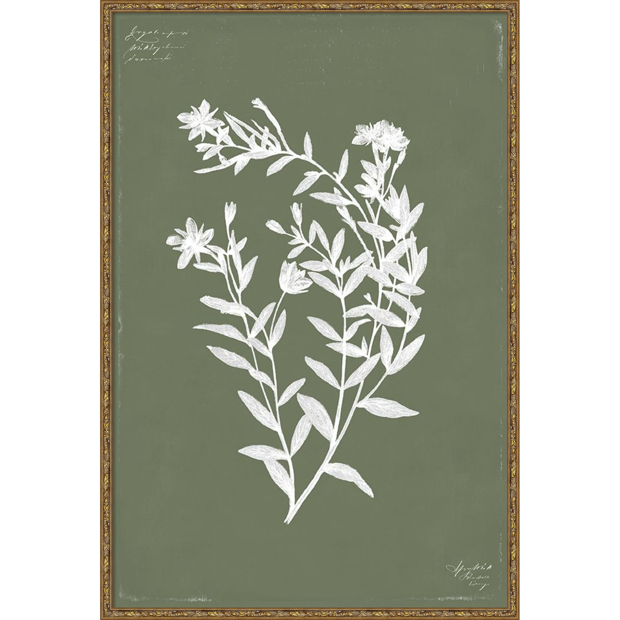 Botanical Garden III by PI Studio Framed Mounted Canvas Wall Art Print