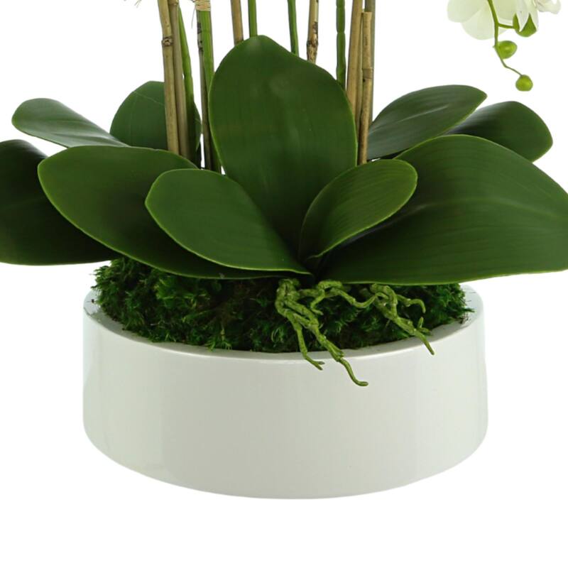 Orchid Arrangement in a Round Planter with Leaves and Moss - White, Green