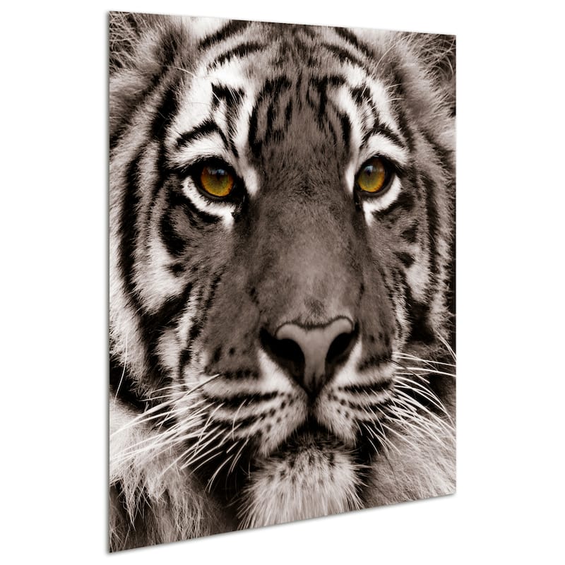 "Eye of the Tiger" Frameless Free Floating Tempered Glass Panel Graphic Wall Art
