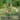 Garden Obelisk Trellis for Climbing Plants, Large Metal Round Trellis
