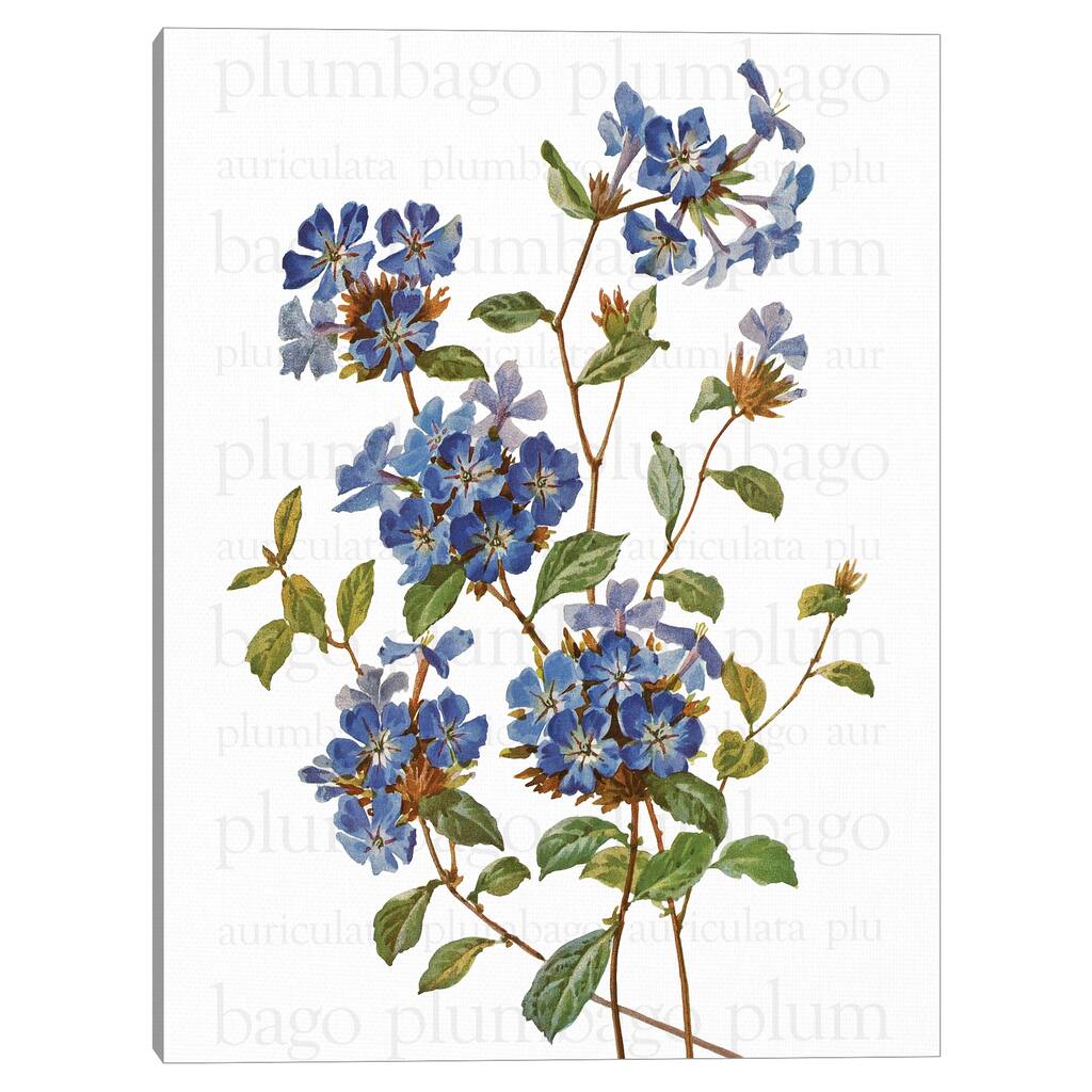 Chinese Plumbago Text Canvas Art Print
