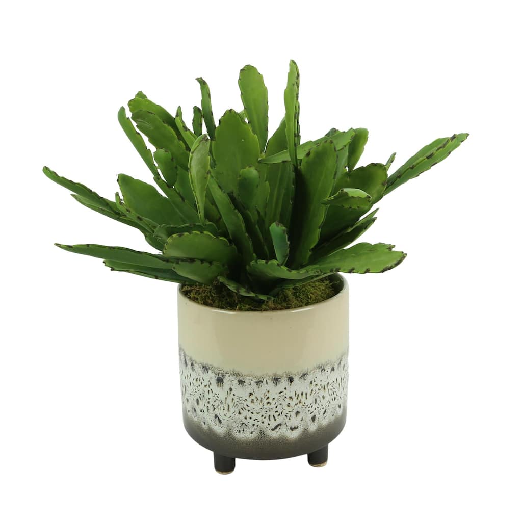Cactus Plant with Moss in Ceramic Footed Pot - Green