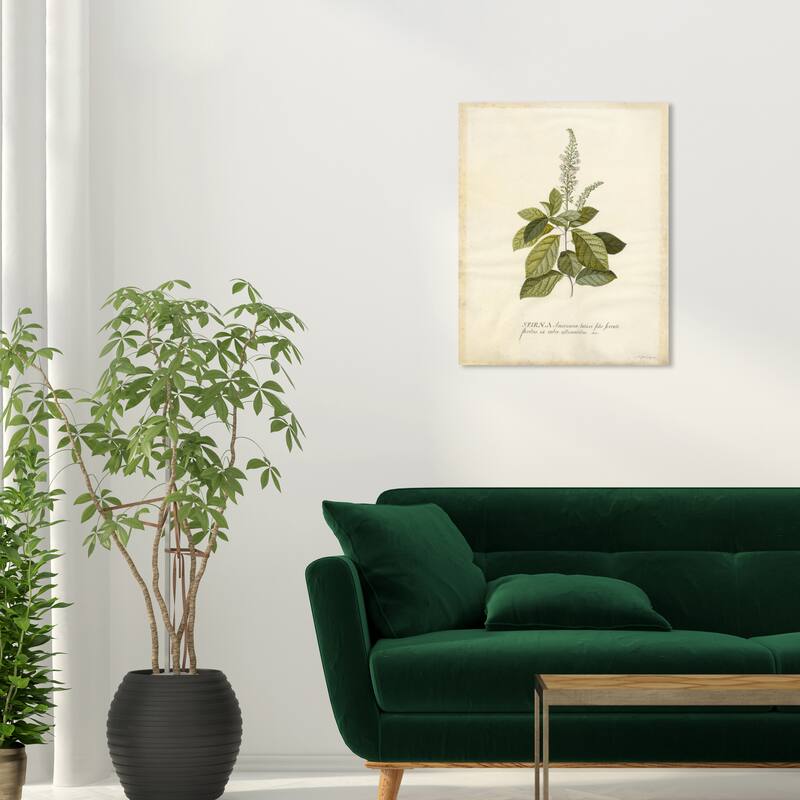 Wynwood Studio Canvas Floral and Botanical Spiraea Green and Antique White Traditional Wall Art Canvas Print - Green, White - 24 x 20